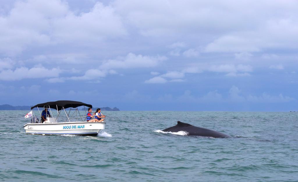 Bocas Del Mar Hotell Boca Chica Eksteriør bilde